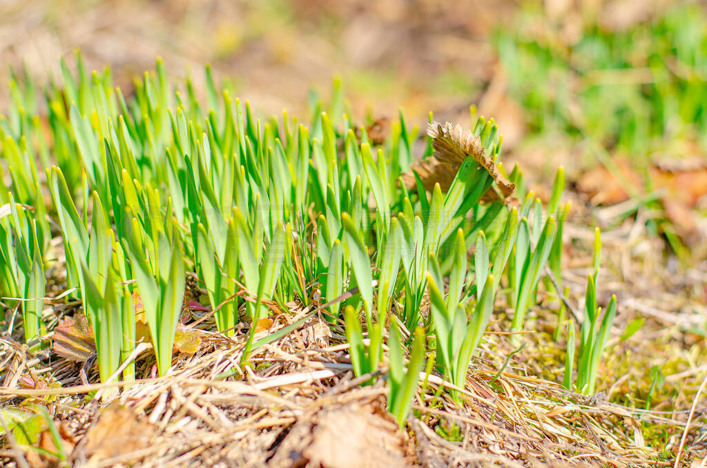 The first spring sprouts and flowers break through the dry gras