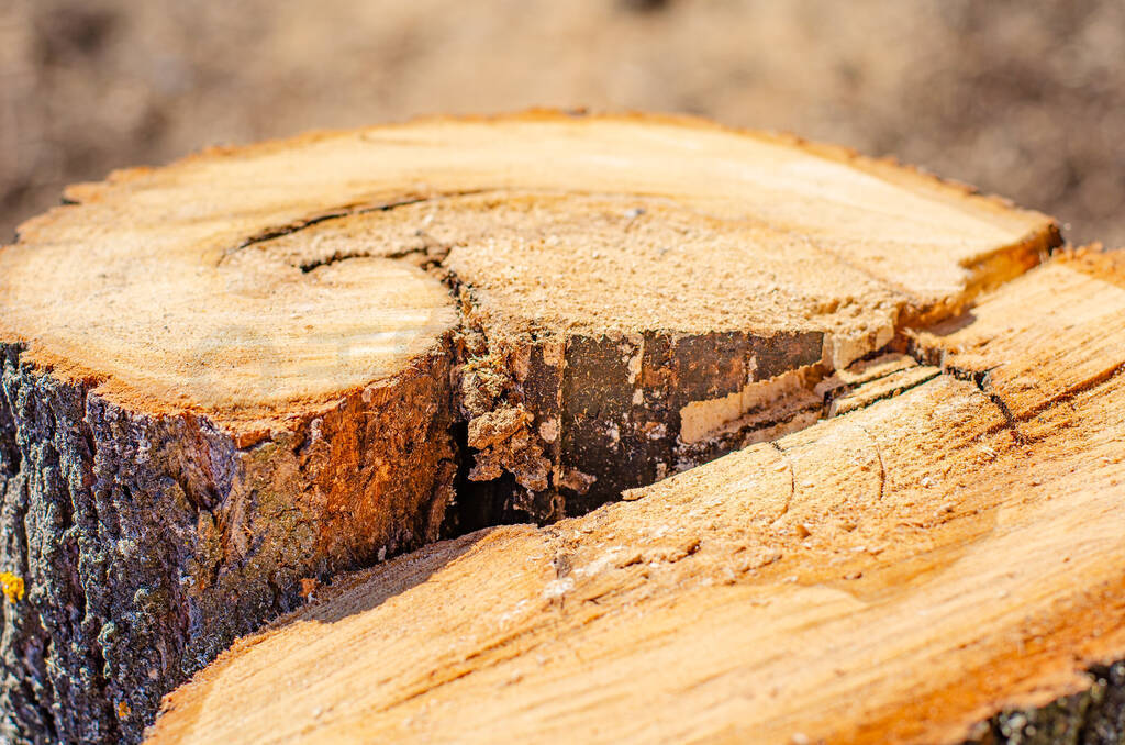 close-up of a tree cut. Deforestation, forest clearing, in the b