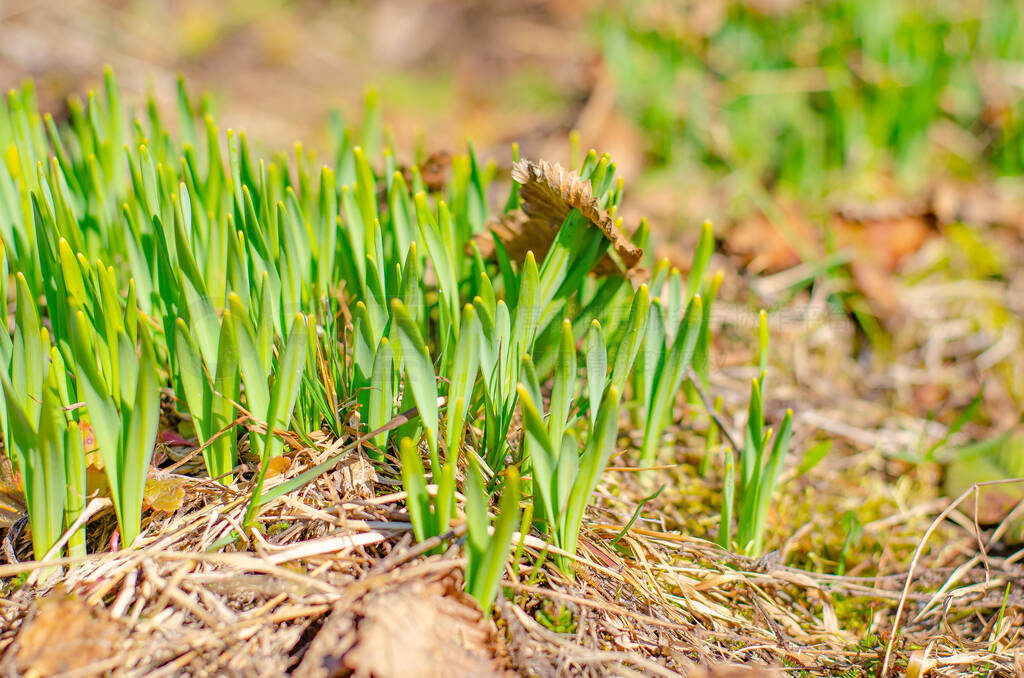 The first spring sprouts and flowers break through the dry gras