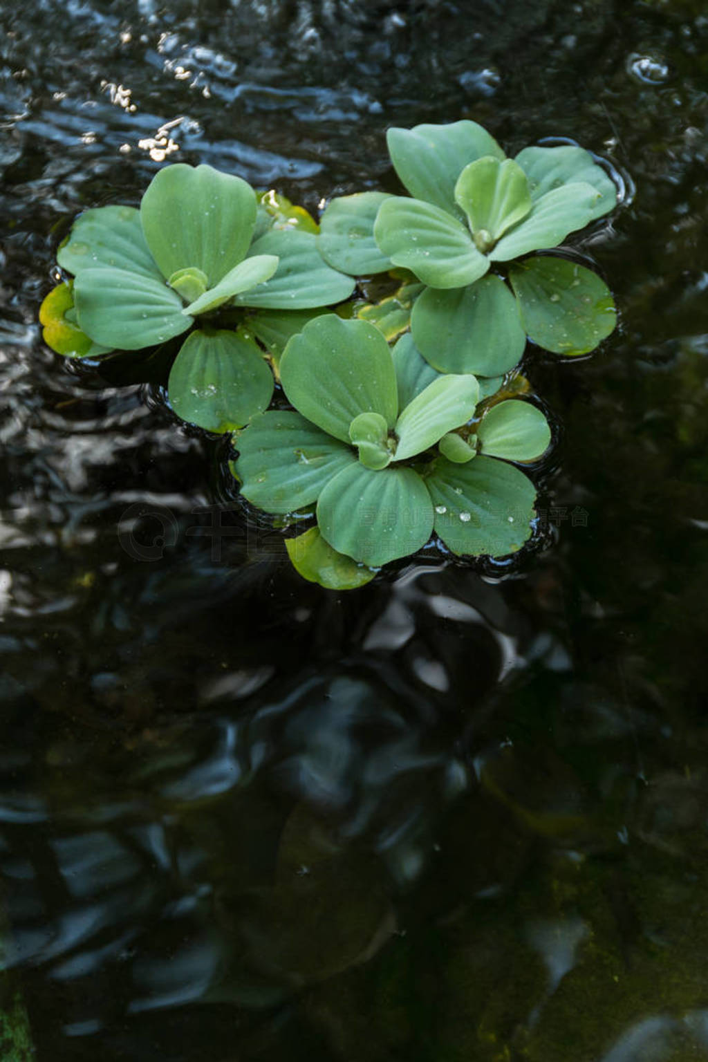 Water lettuec in pond