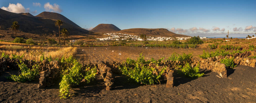 Vineyards of La Geria, Lanzarote. The most unusual vineyards in
