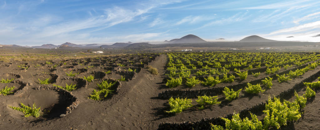 Vineyards of La Geria, Lanzarote. The most unusual vineyards in