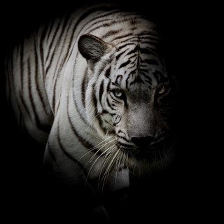 孤立在上的白色老虎