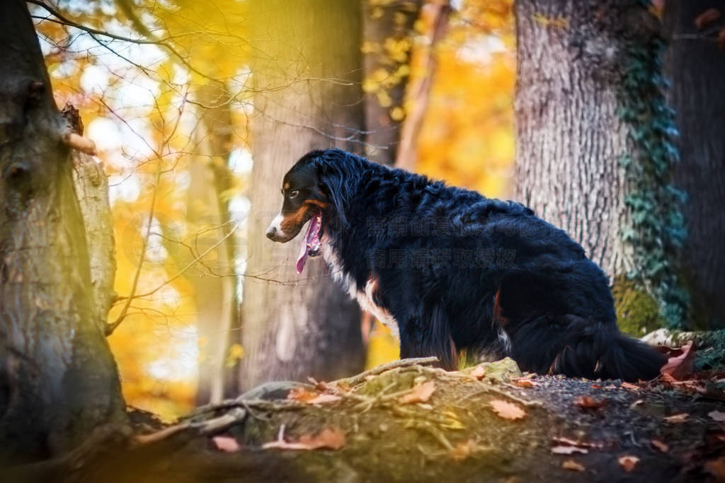 Bernese ɽɭ