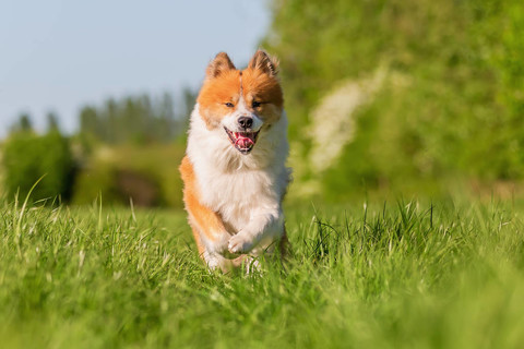 在草地上奔跑的可爱的小狗的图片