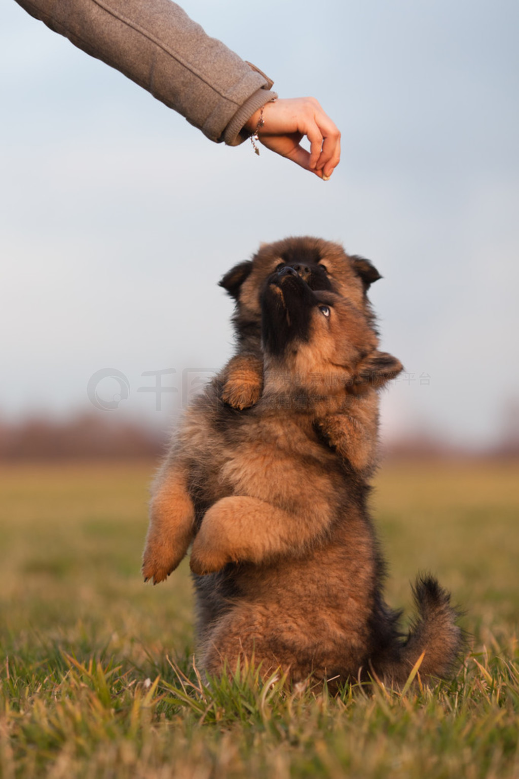 ŮιС Eurasier