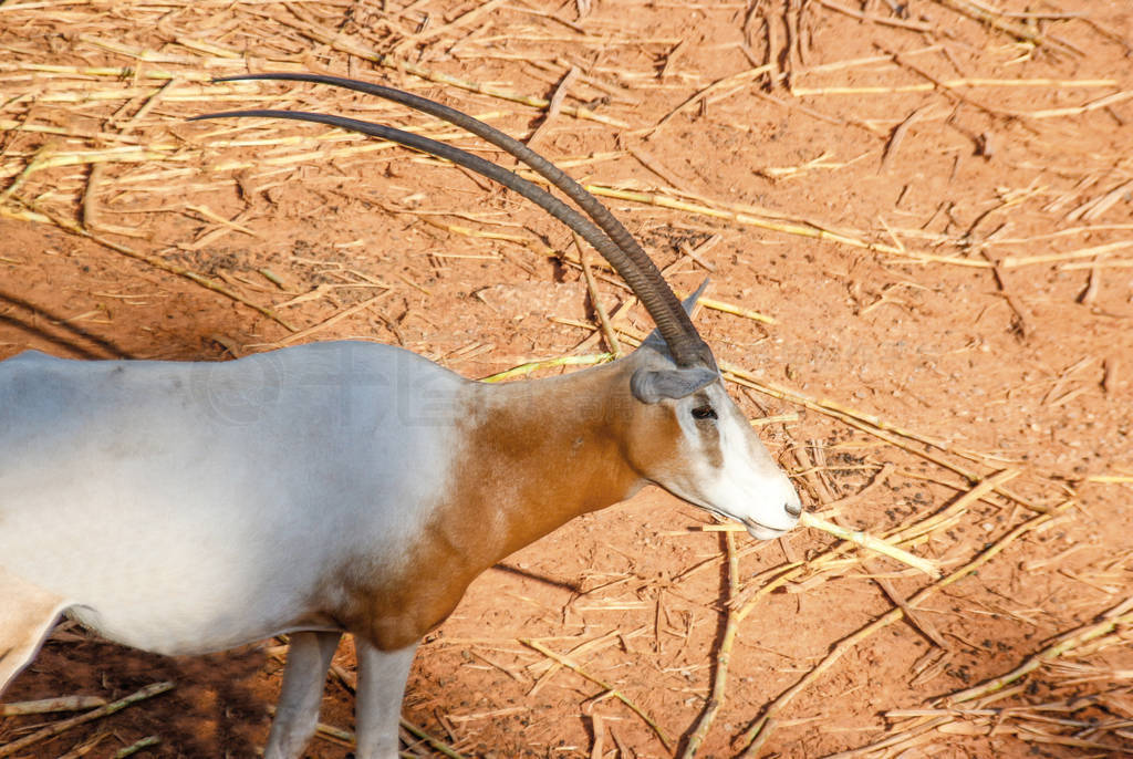 beautiful horn of oryx mammal animal on sand