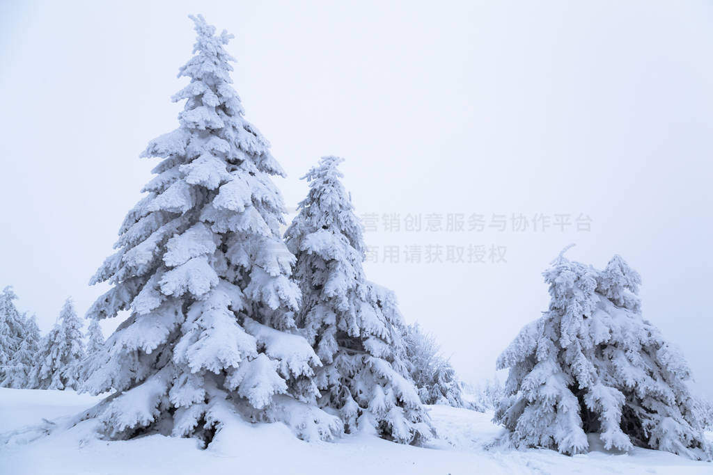 spruce covered with snow on a mountain slope.