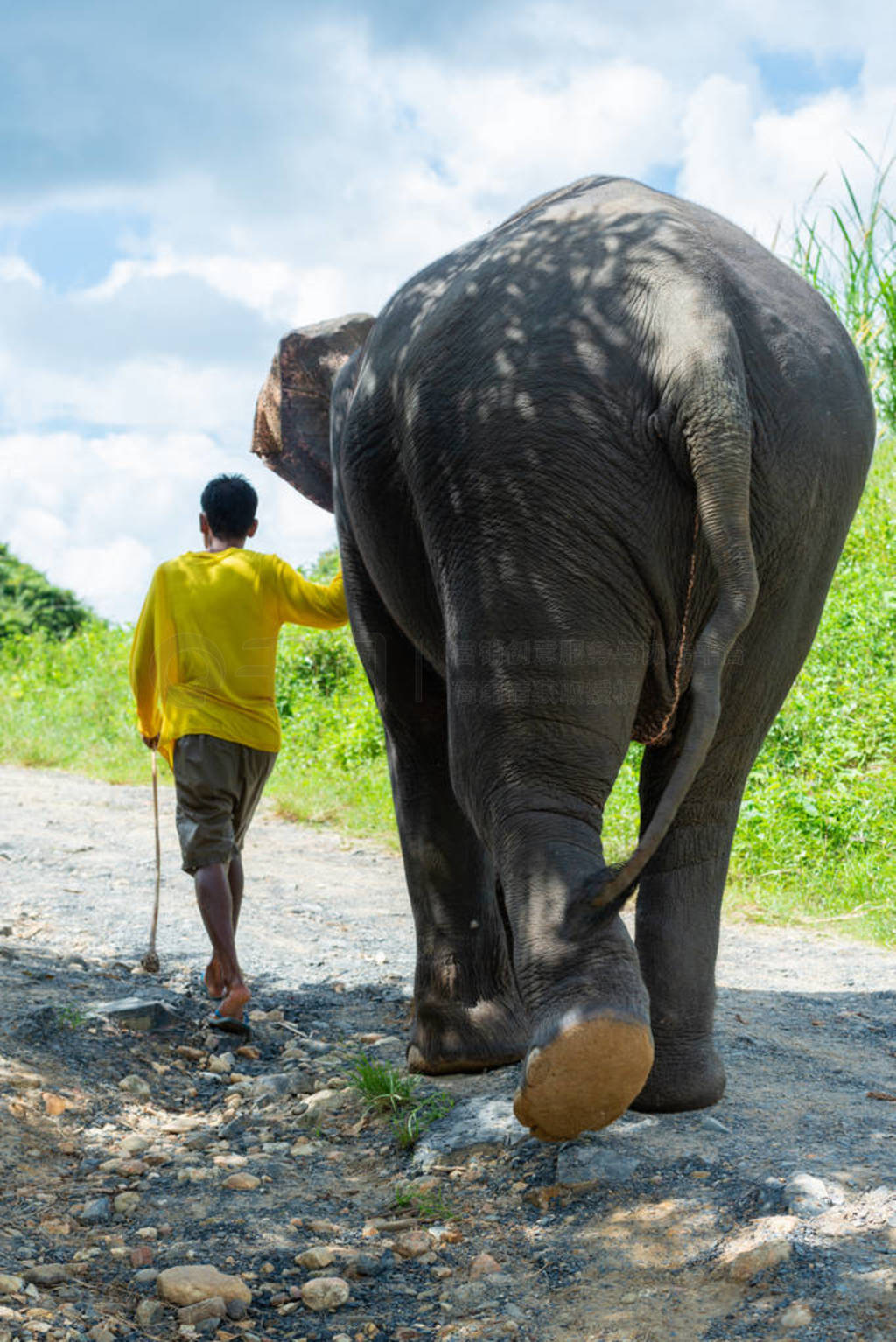 Elephant walking away with a man
