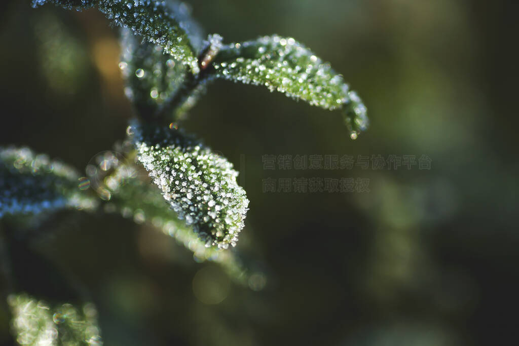 Green frosted leaves in a cold winter day