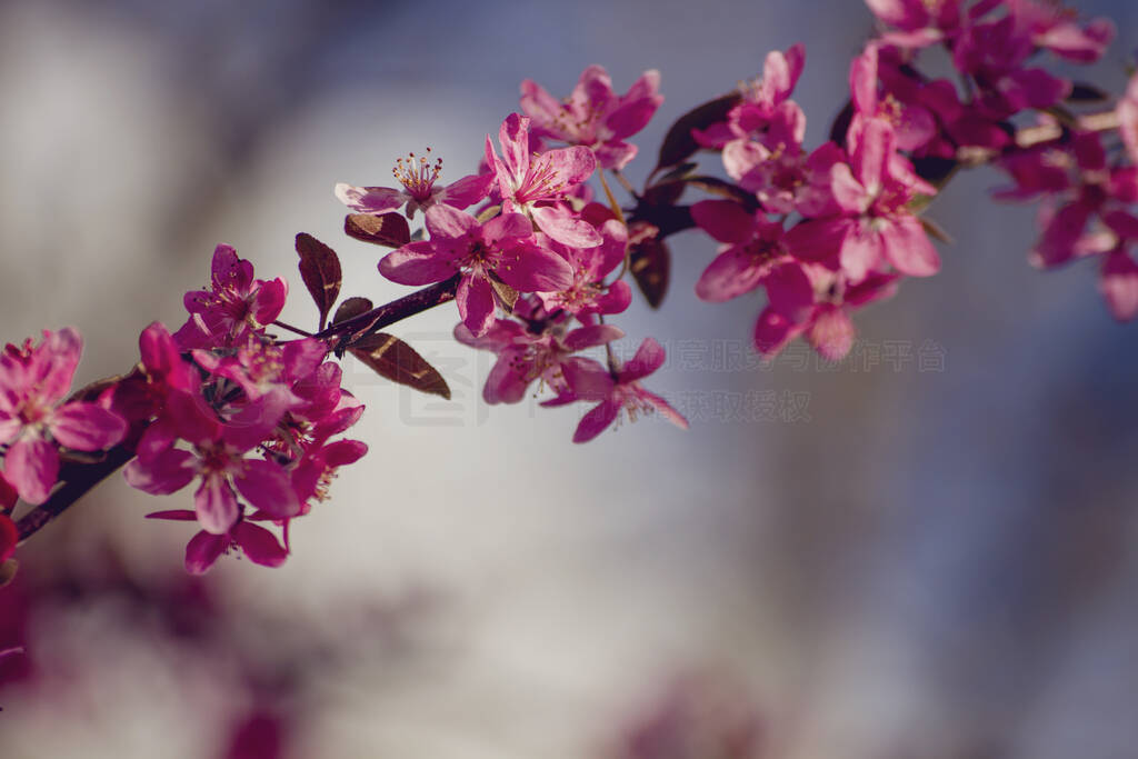 Cherry plum tree pink flowers