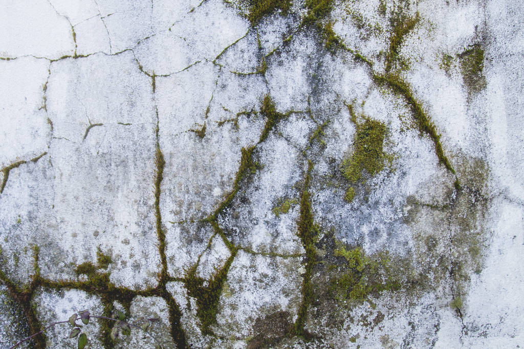 Old white wall with moss on the green cracks