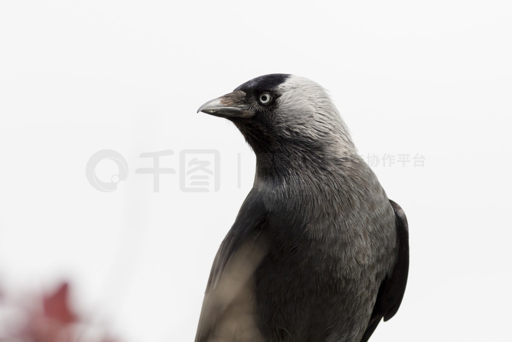 Jackdaw(Corvus Monedula)
