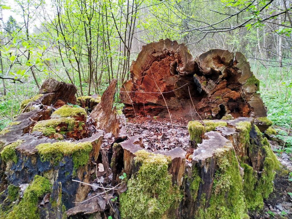 Mossy sawn trunk of an old oak tree in a spring forest. the cont