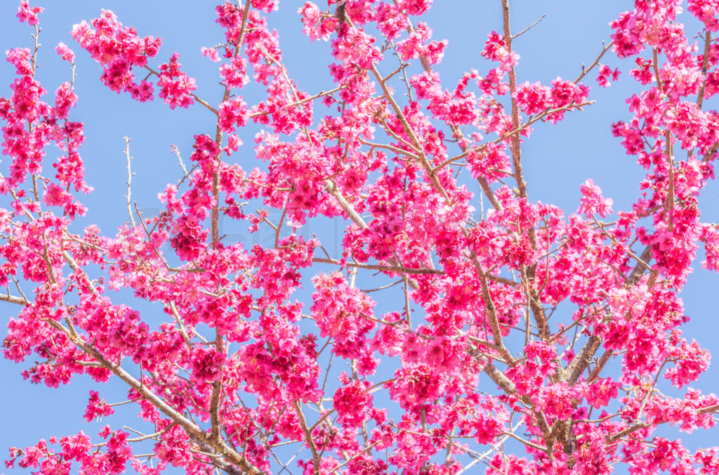 s sakura),Chiang Mai Thailand.