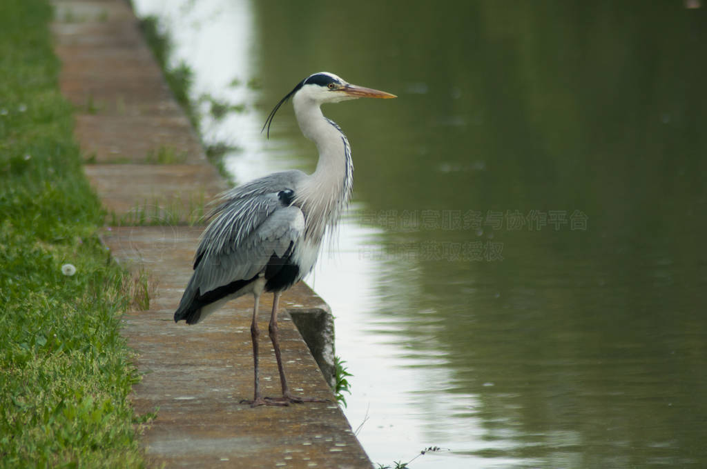 portrait of heron standing in border water