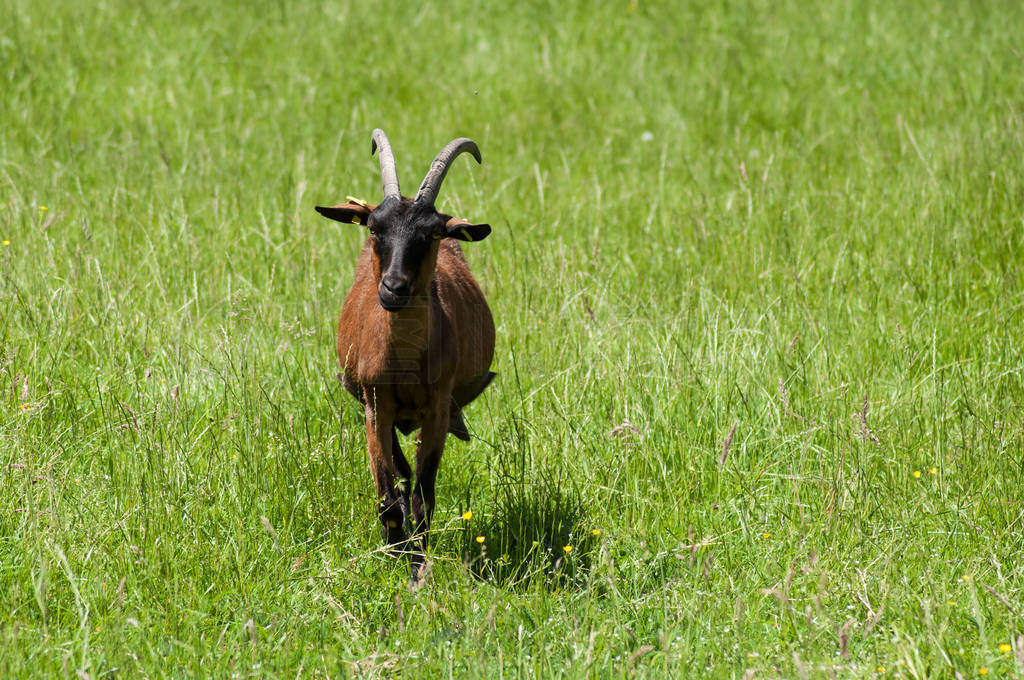 portrait of brown goat grazing in a meadow