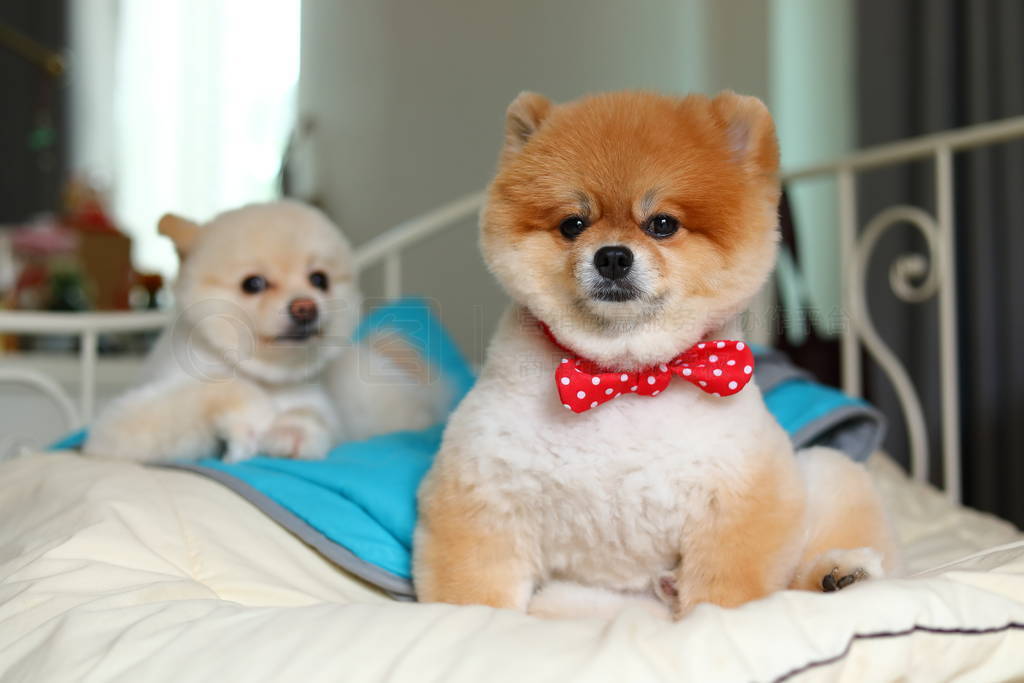 adorable pomeranian dog small animal in home, cute pet grooming