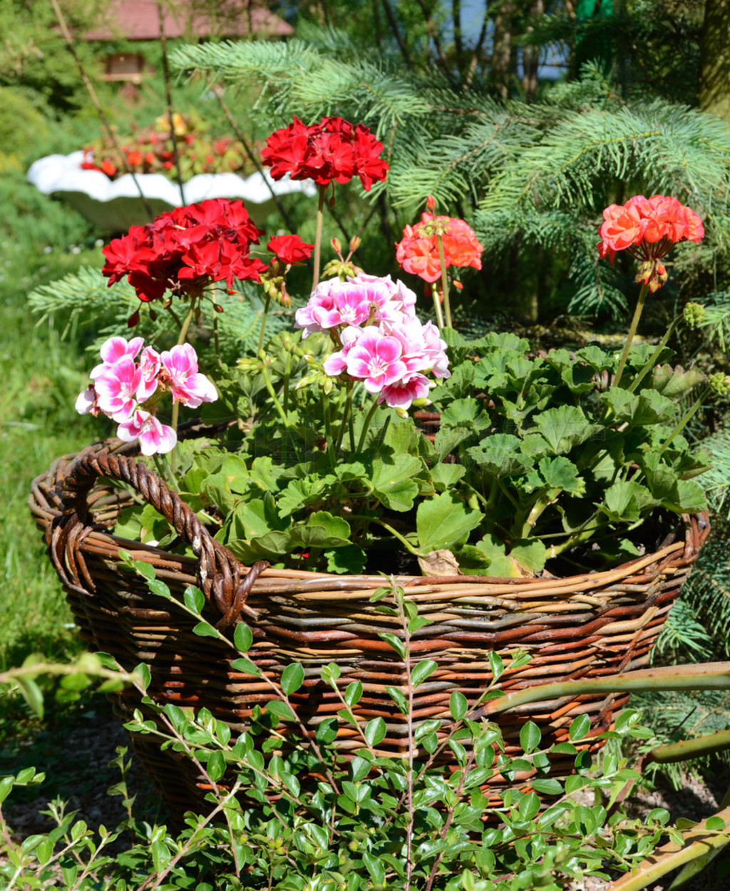 Pelargoniums ֦ʵһ