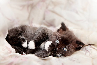 可爱的小黑白小猫躺在毯子上的照片