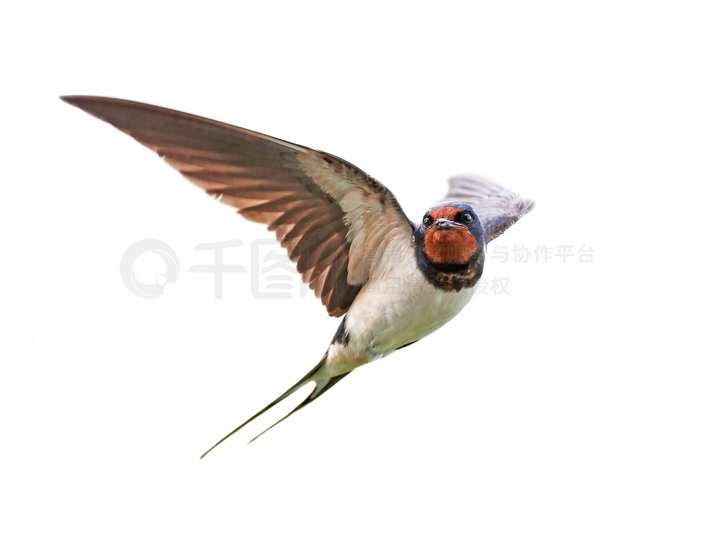 Ȳ(Hirundo Rustica)