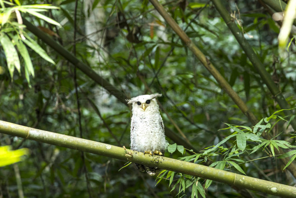 Owl, Spot-bellied Eagle Owl (Bubo nipalensis) forest eagle-owl