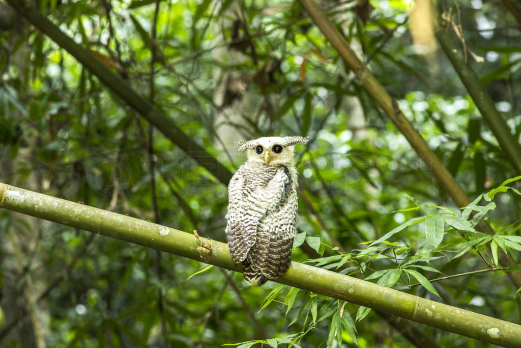 Owl, Spot-bellied Eagle Owl (Bubo nipalensis) forest eagle-owl