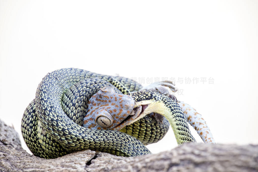 Green Snake kill gecko On Background