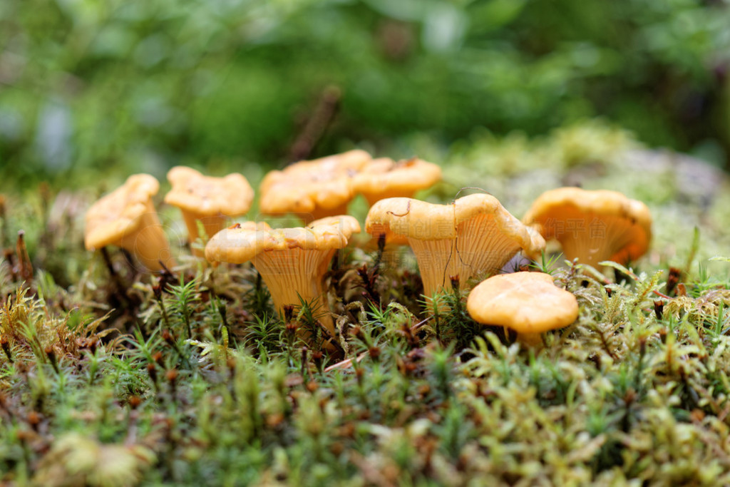 Chantarelles  moss е