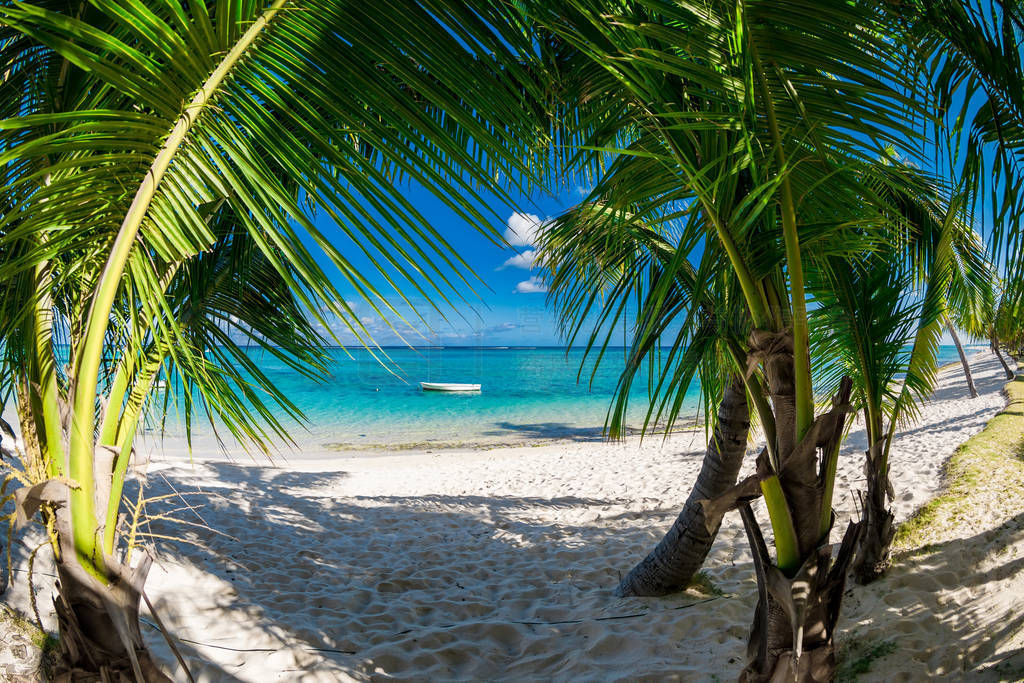 Luxury beach with coconut palms, sand and quiet ocean. Tropical