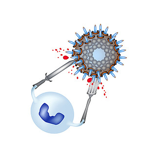 吞噬作用白细胞吸收这种病毒信息图表白细胞吃细菌