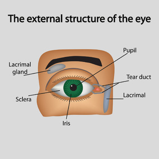眼睛外部形状结构图片