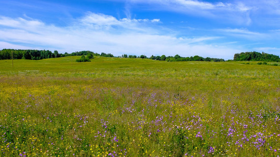 阳光明媚的草地与 dandellions 和雏菊在夏天在农村