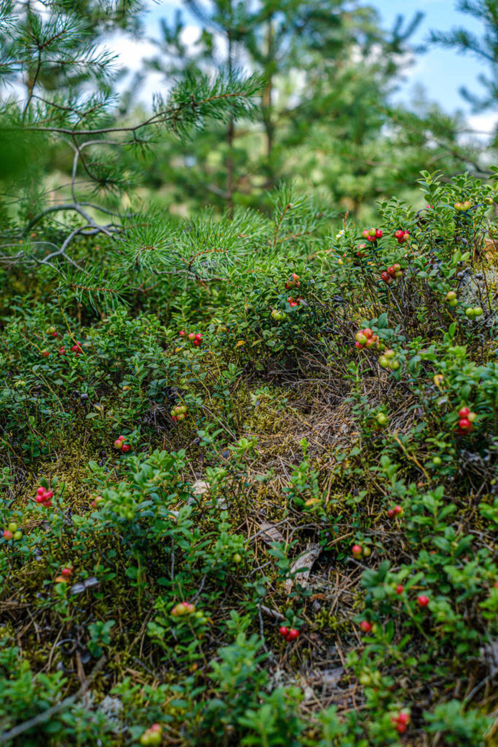 lingonberries cranberries on green moss in forest near dry tree