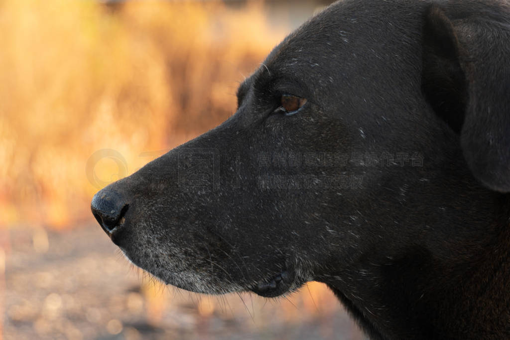adult black Labrador retriever dog animal with dry brown nature