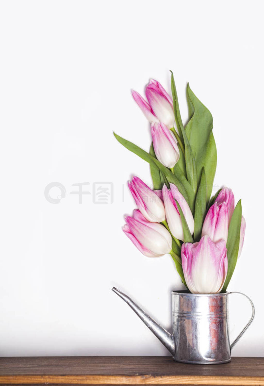 Pink tulips bouquet in watering can