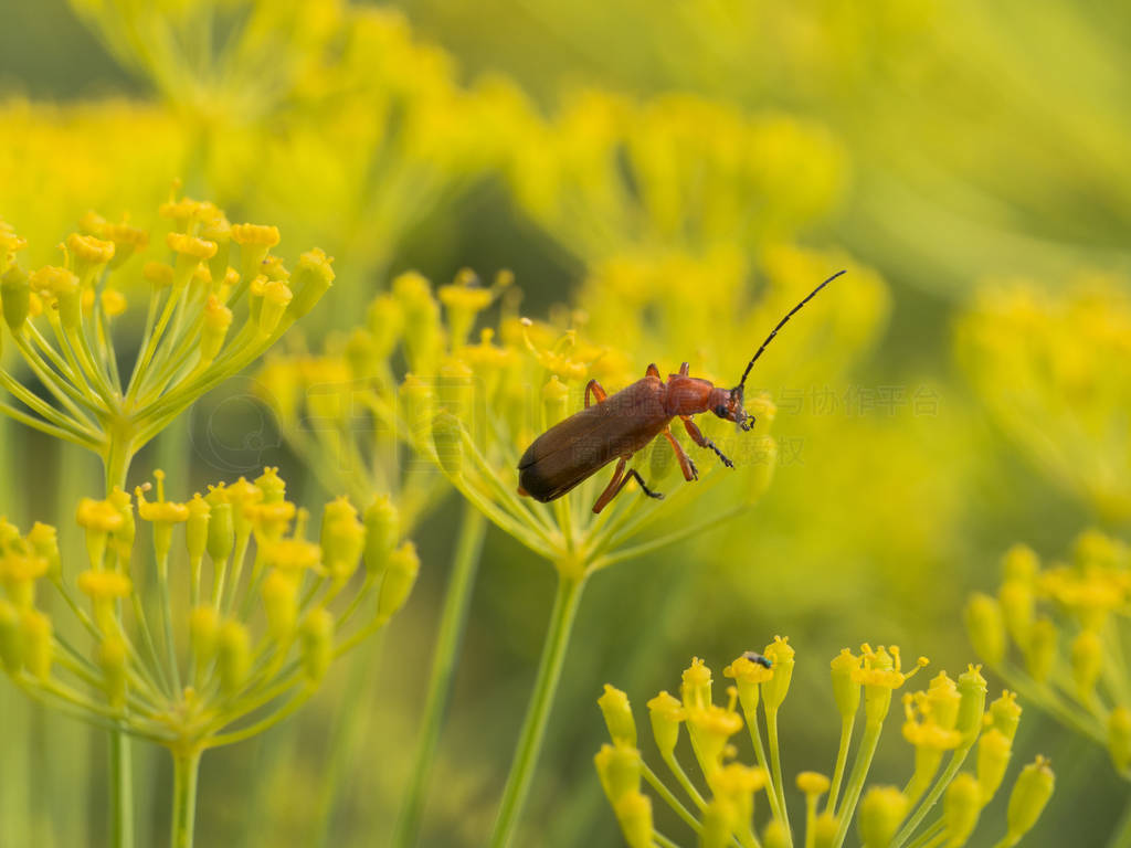 ͬĺɫսʿ׳ (Rhagonycha ) 