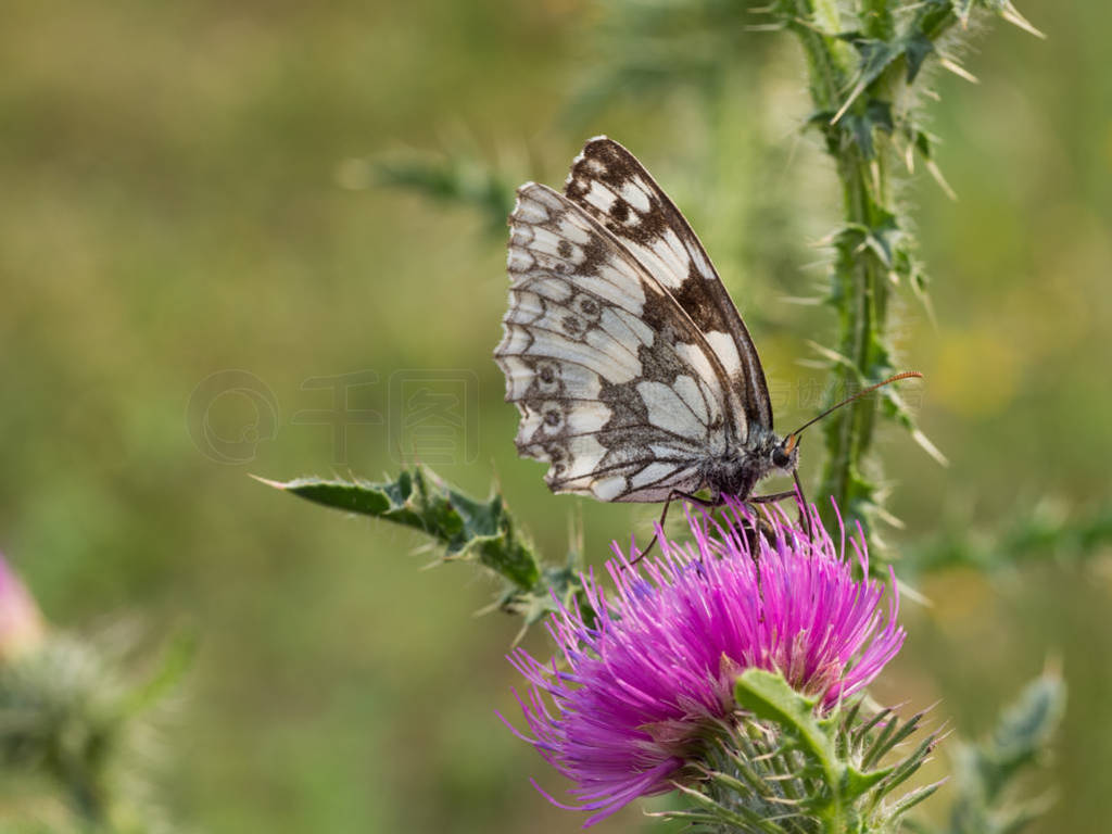 ʯɫ (Melanargia galathea) ʢļ