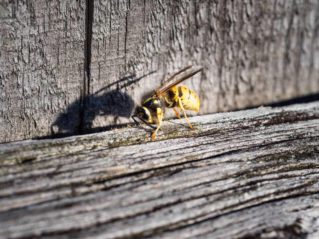 Wasp sitting on a wooden fence