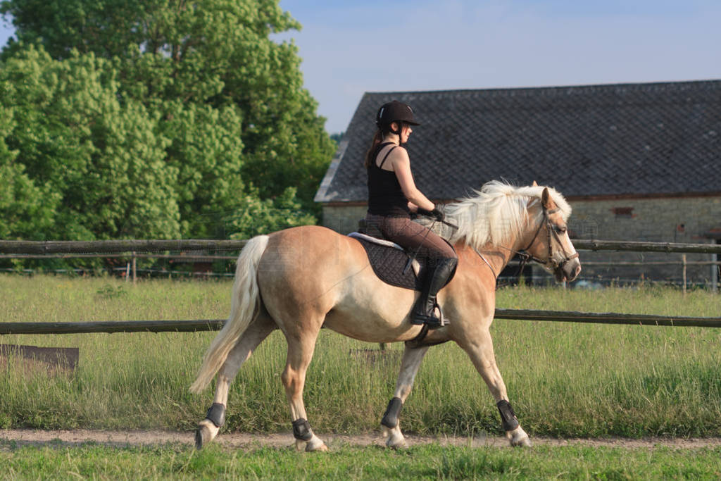 һŮһƥ Haflinger