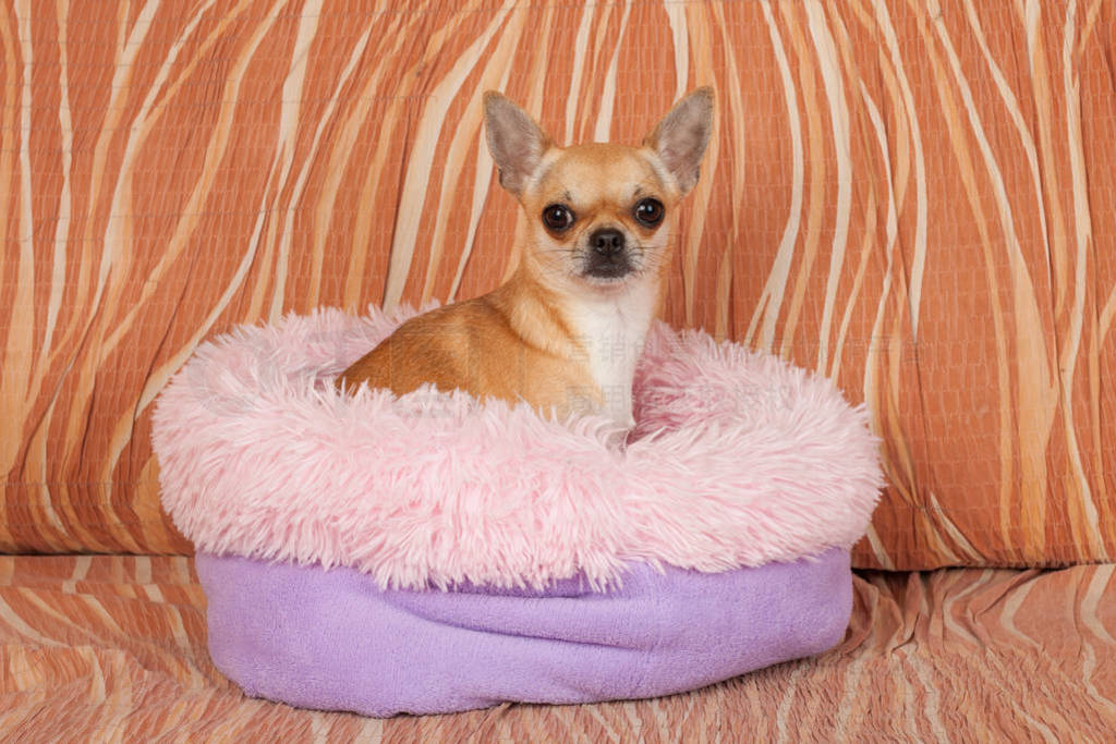 Cinnamon Chihuahua is sitting on soft dog bed from hollow fiber