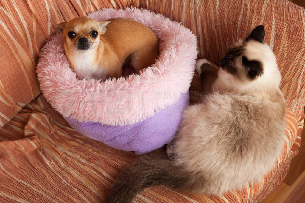 Cinnamon Chihuahua dog female and a seal point Birman male cat