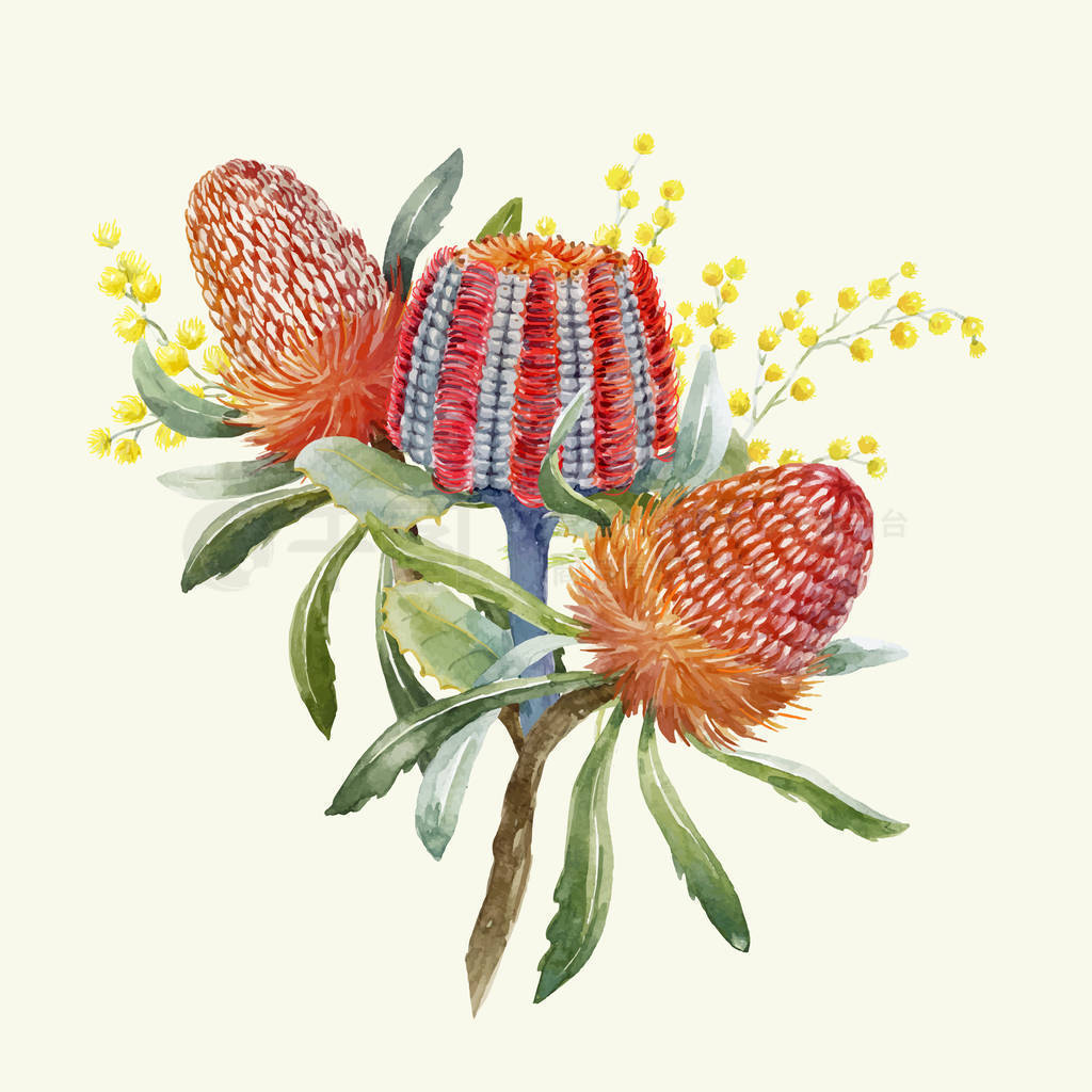 Ĵˮ banksia ʸ