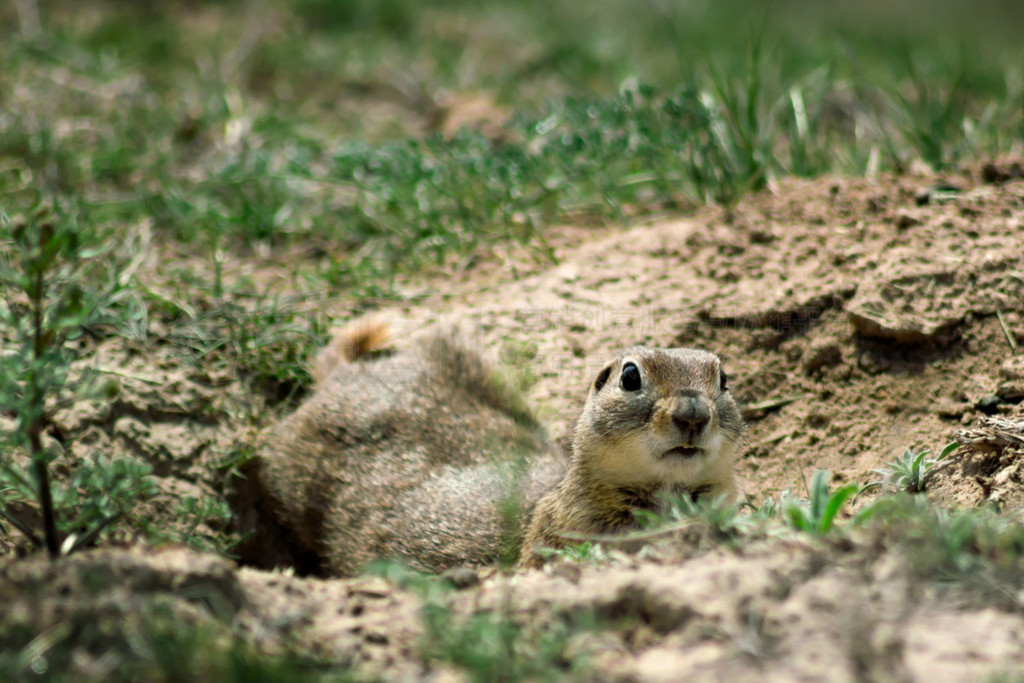 Gopher джֵ