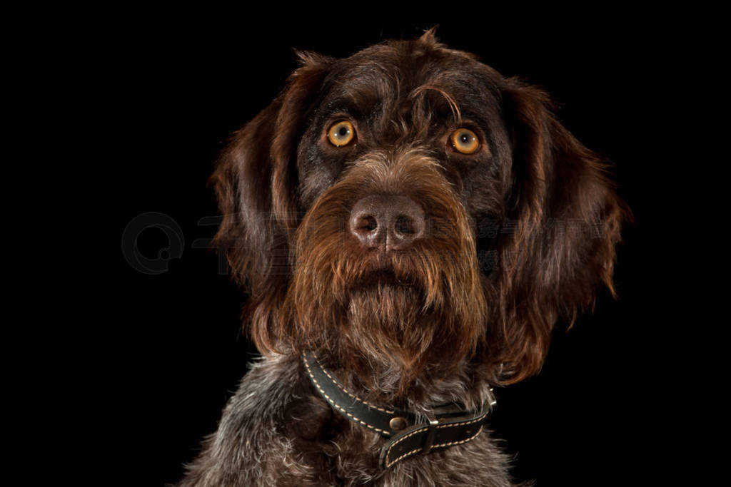 ¹ wirehaired ָںɫ