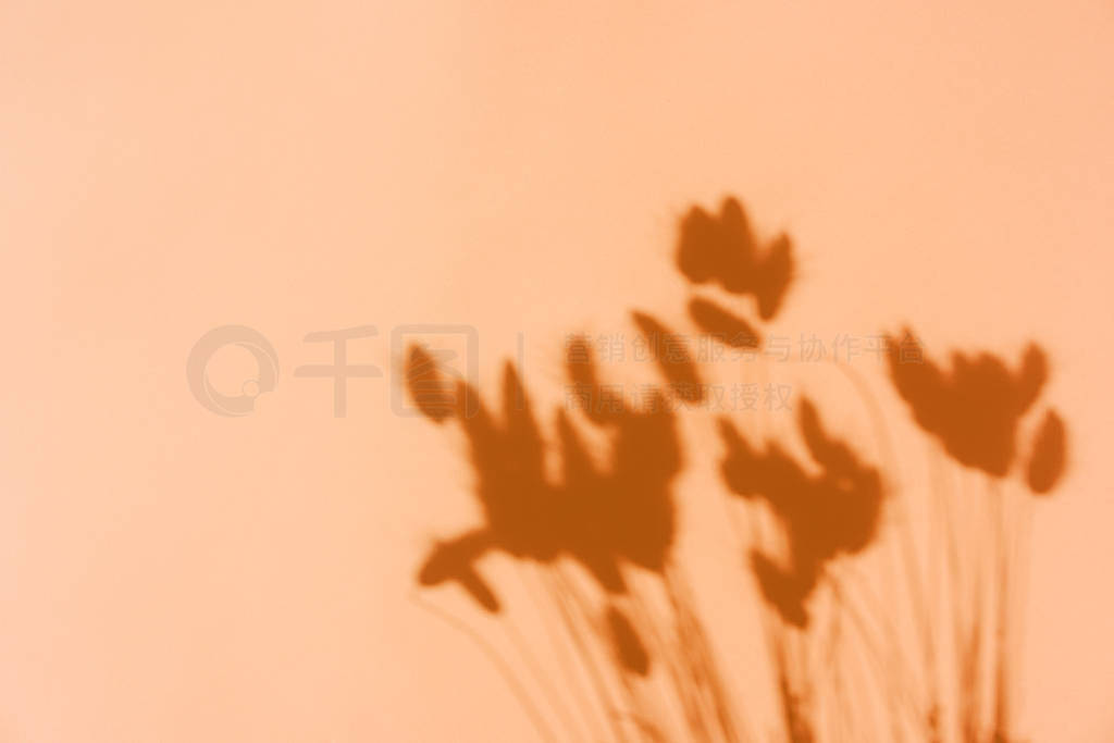 Top view on shadow of dry ears on orange background.