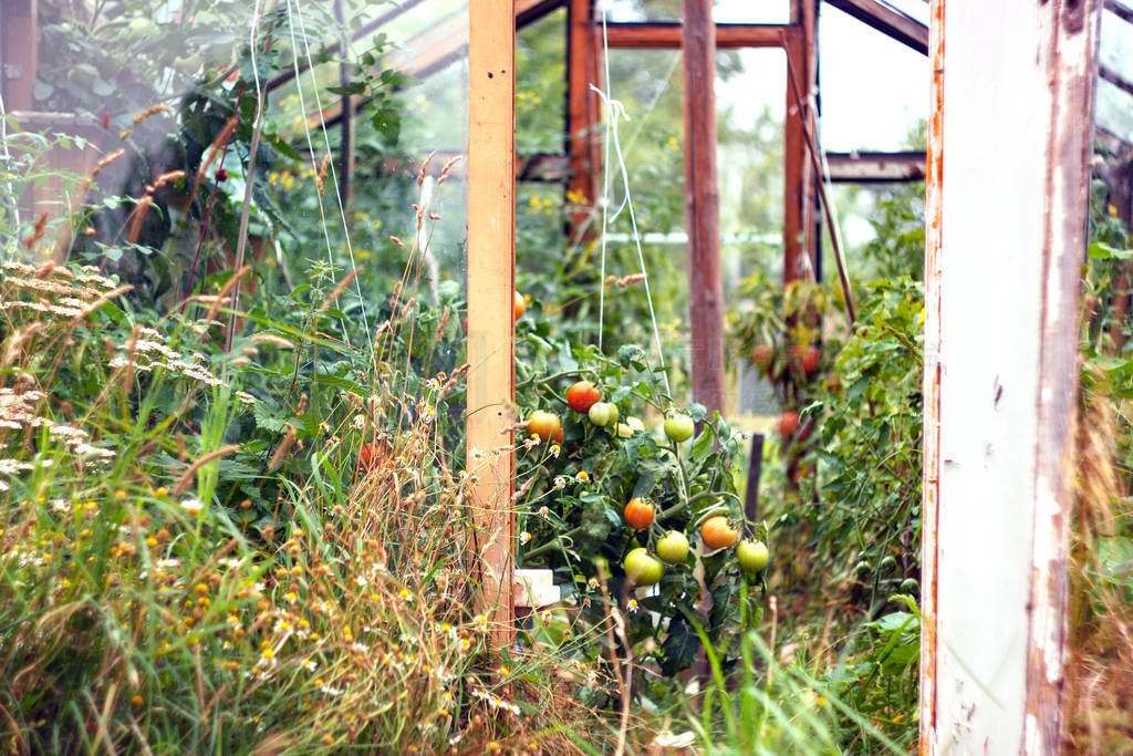Homemade rustic greenhouse made of glass and old boards