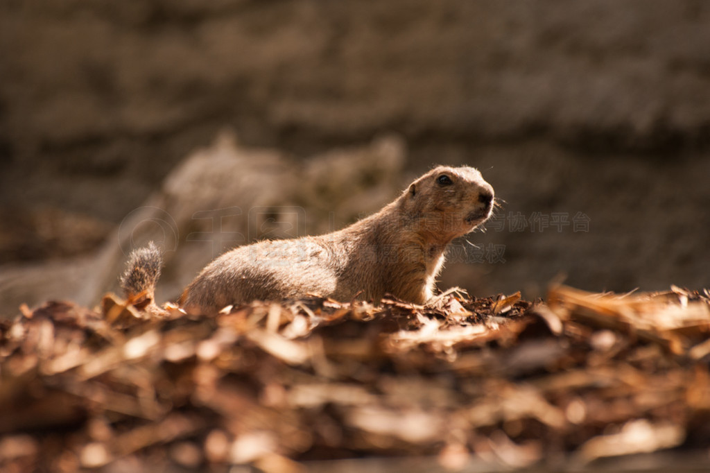 Gopher д