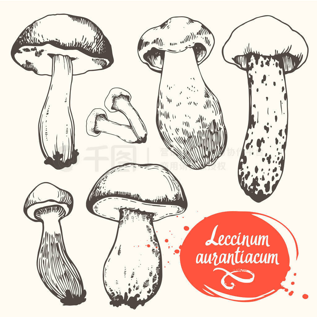 ʸͼĢеʽֻ leccinum ڰɫϡɭ