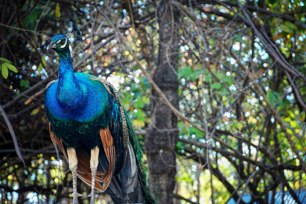 Male Indian peacock or Indian peafowl